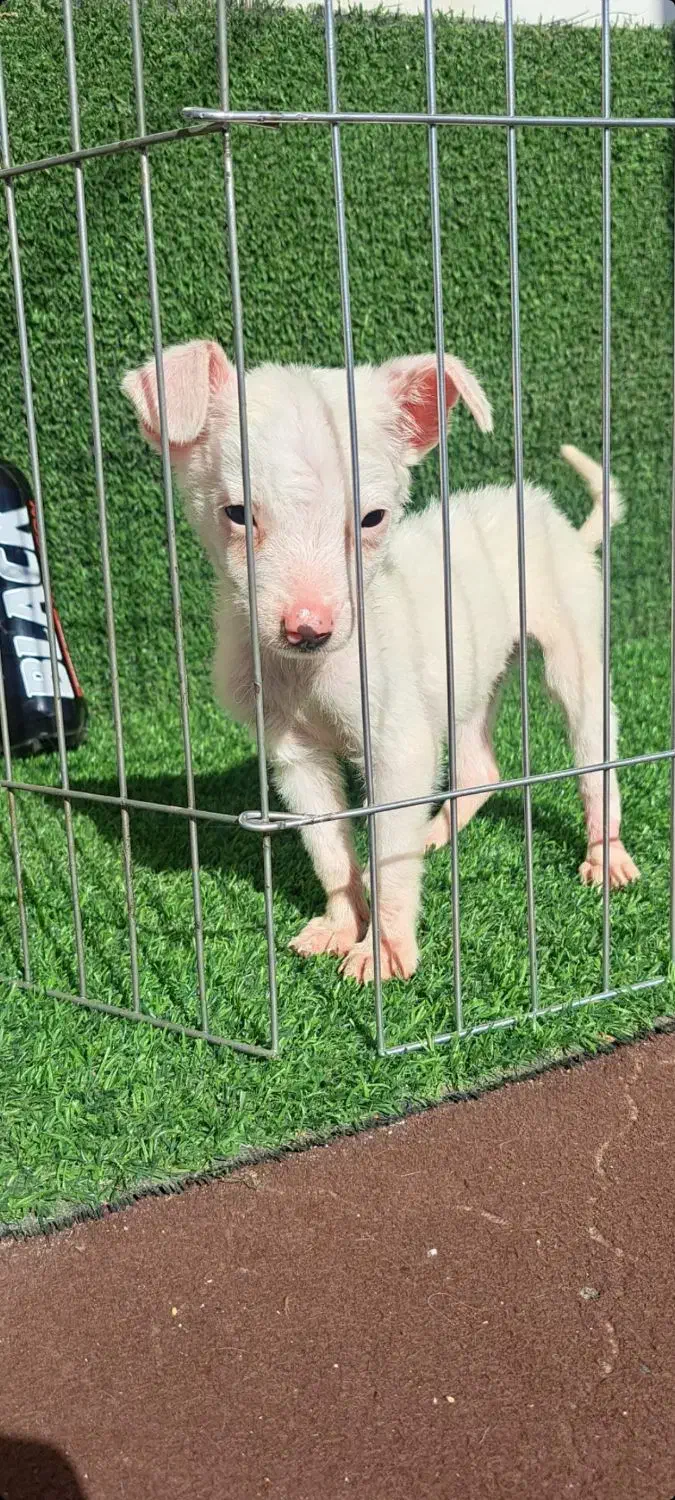 توله سگ شی وا وا جیبی|سگ|گرگان, |دیوار