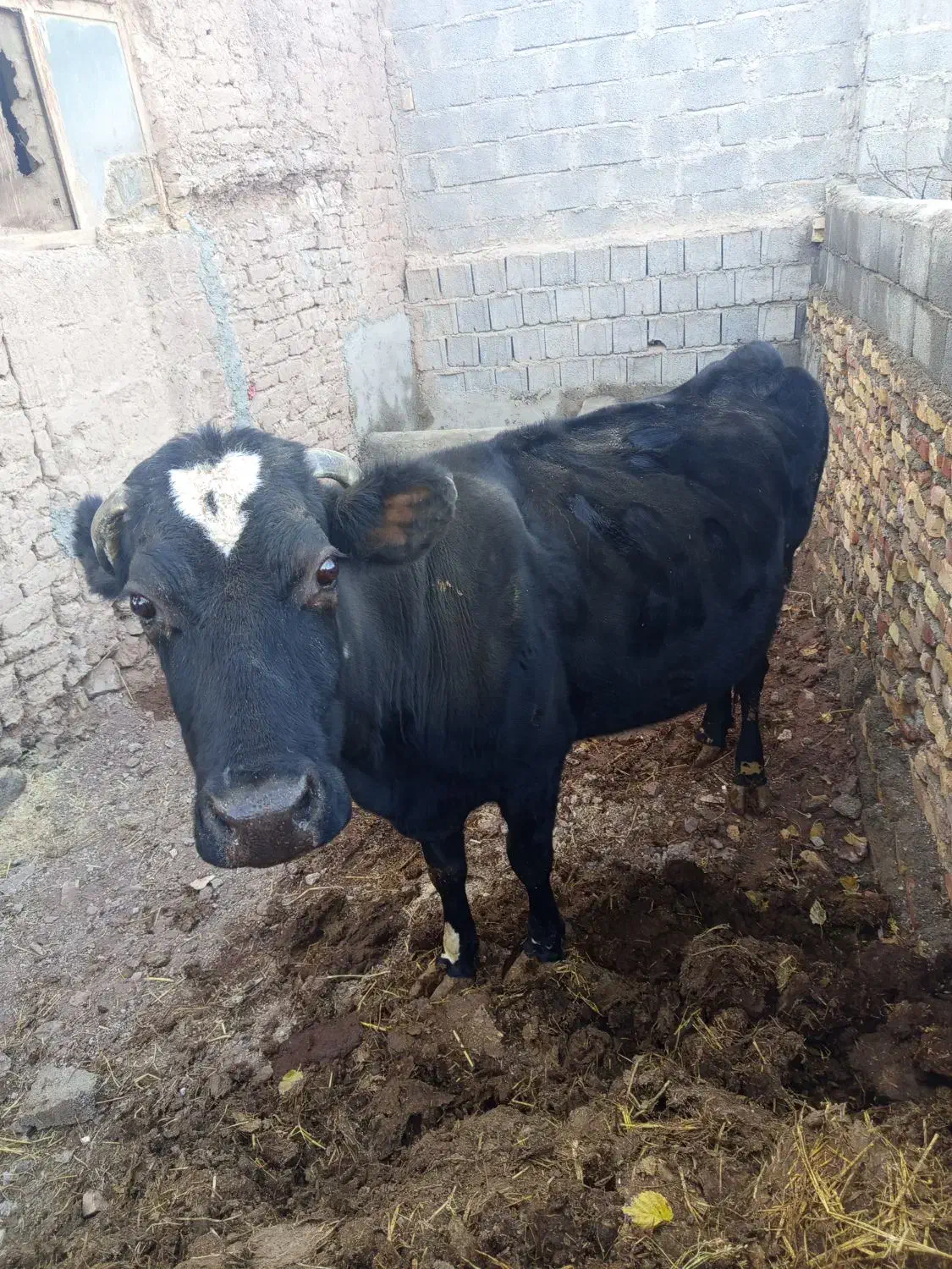 گاو ابستن 8 ماه|حیوانات مزرعه|کرمان, |دیوار