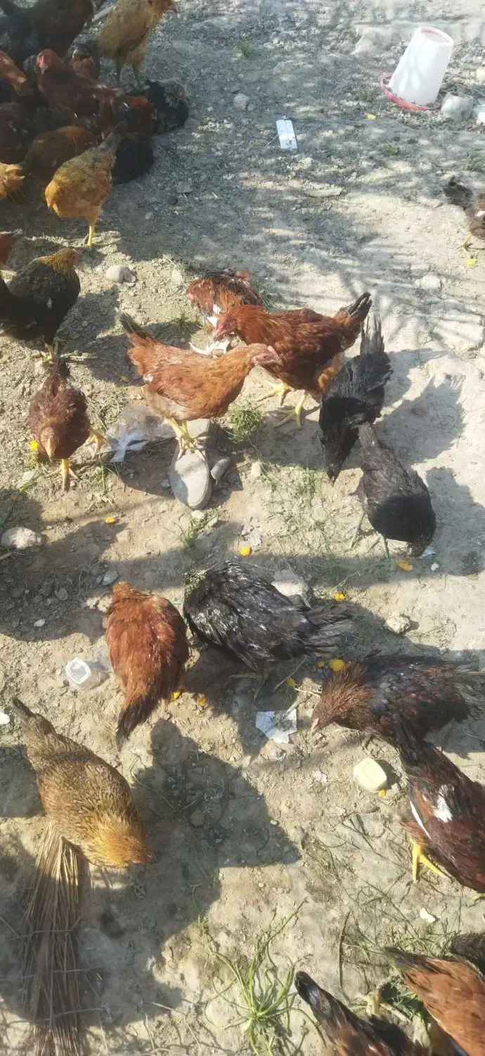 مرغ پنج ماهه|حیوانات مزرعه|بندر گناوه, |دیوار