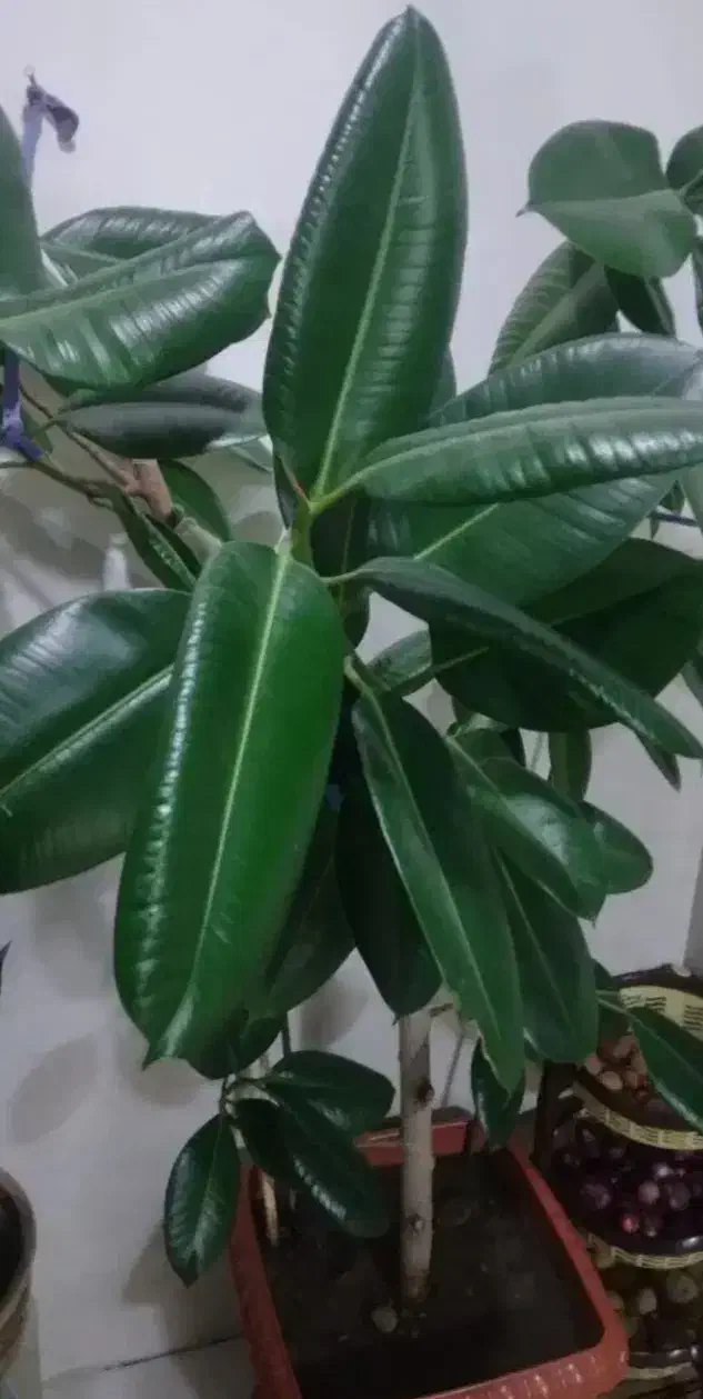 یک عدد گل فلگوس|گل و گیاه طبیعی|خوی, |دیوار