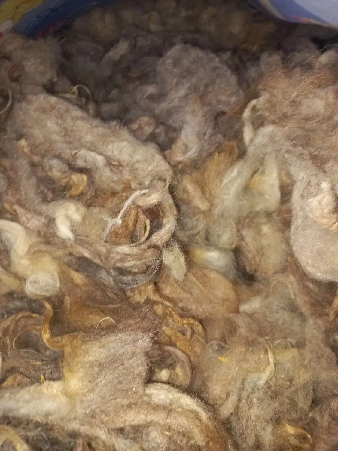 پشم گوسفندی|رختخواب، بالش، پتو|سهند, |دیوار