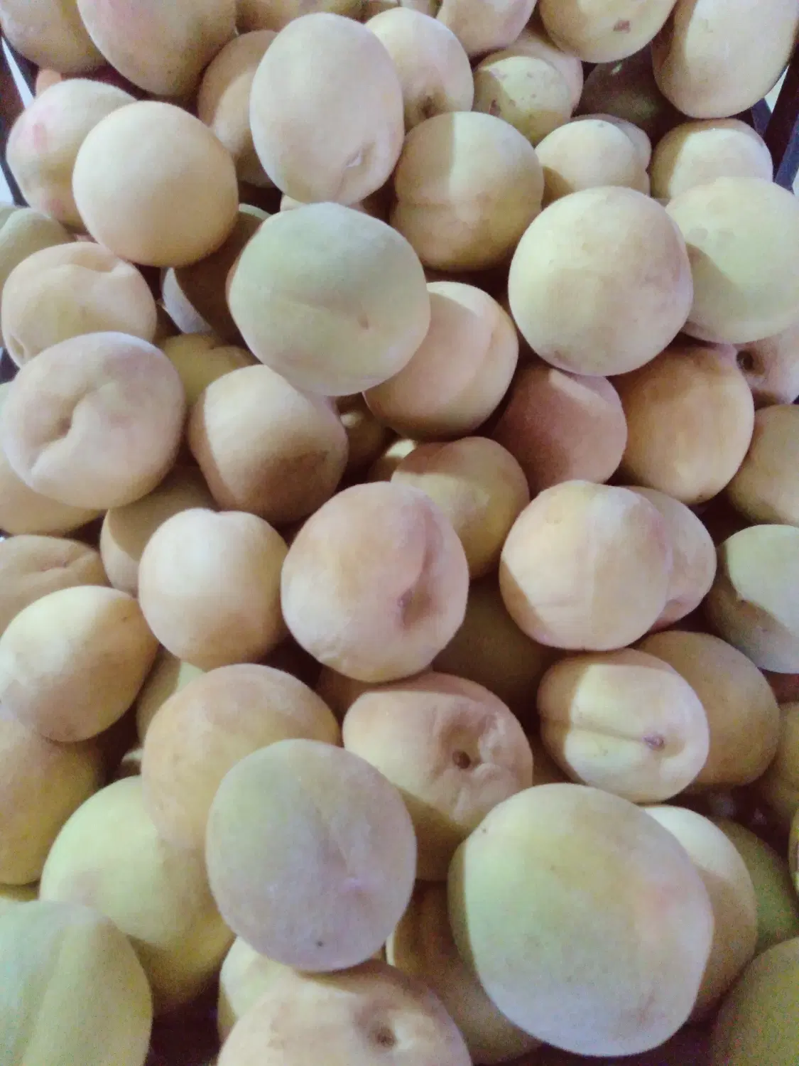هلو|خوردنی و آشامیدنی|زنجان, |دیوار