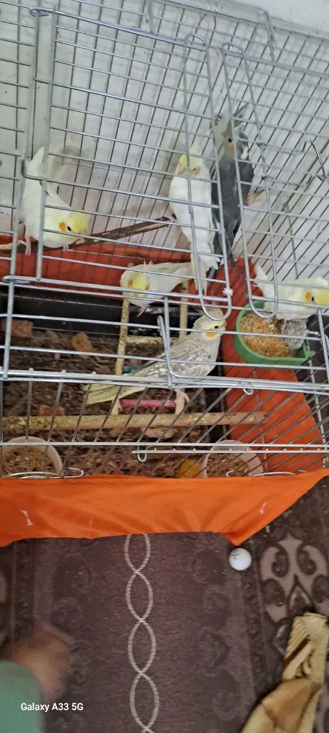 عروس هلندی|پرنده|اندیمشک, |دیوار