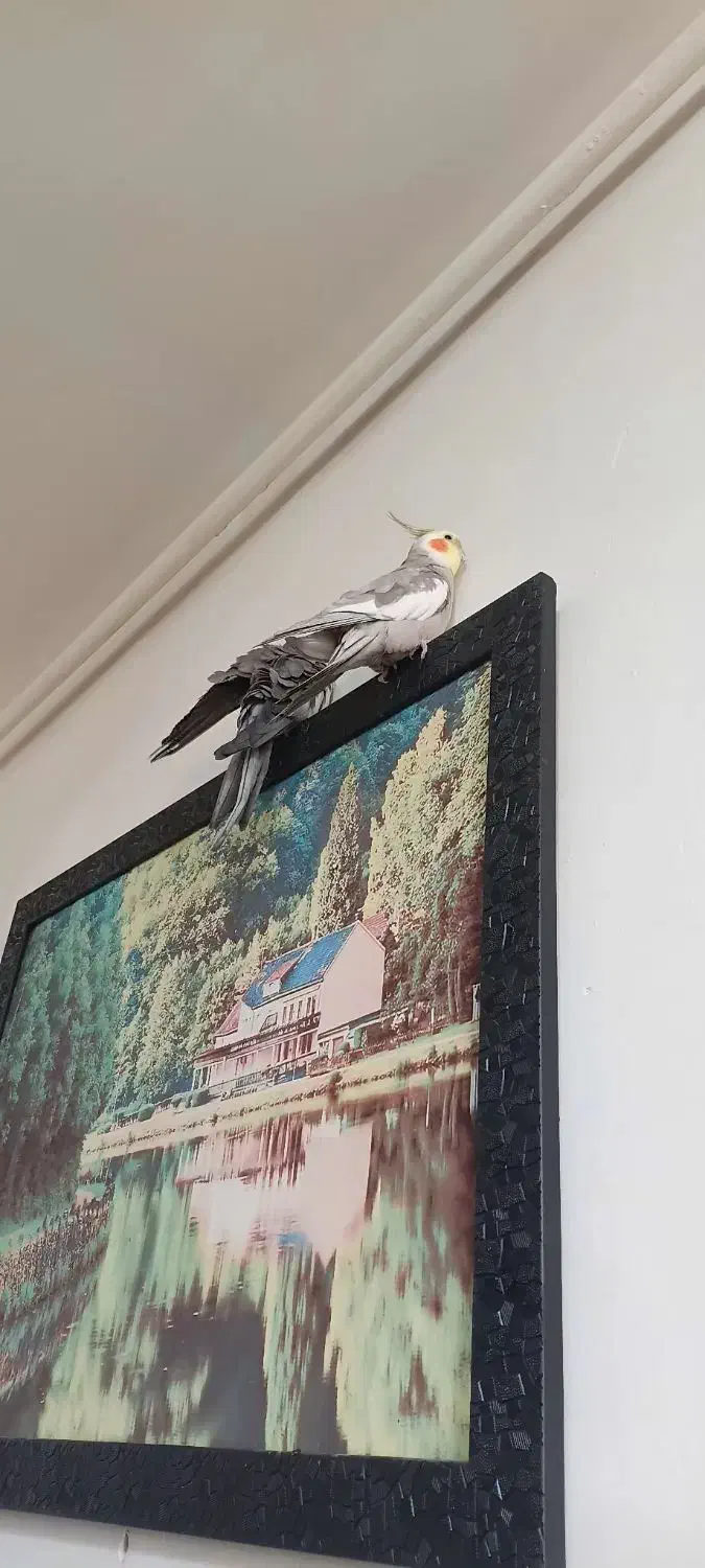 عروس هلندی|پرنده|کنگاور, |دیوار