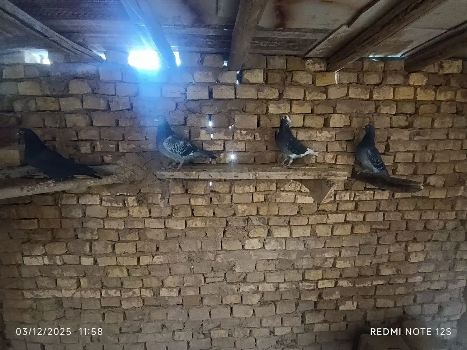 پرشی|پرنده|اشکذر, |دیوار