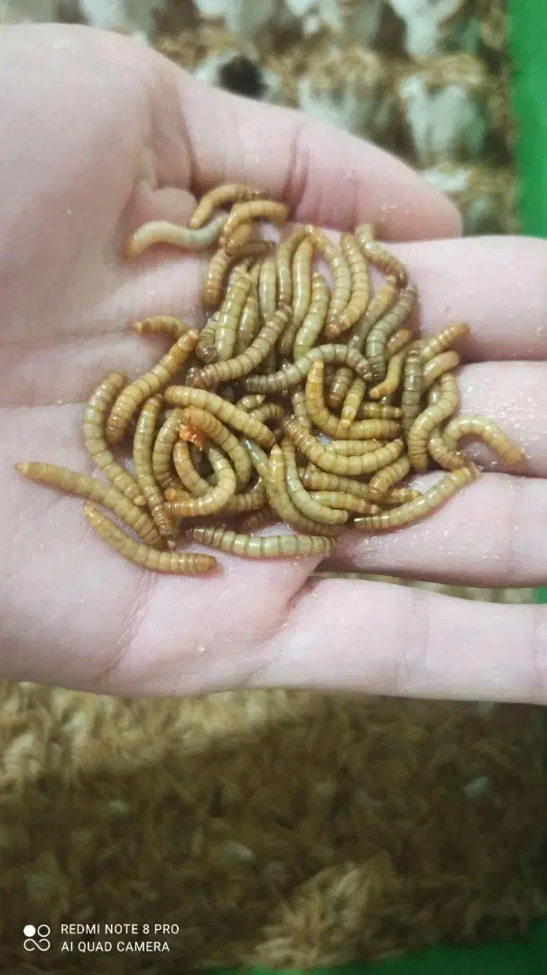 پک ۱۰۰ گرمی میلورم زنده درجه یک|خزنده|تهران, نیروی دریایی|دیوار