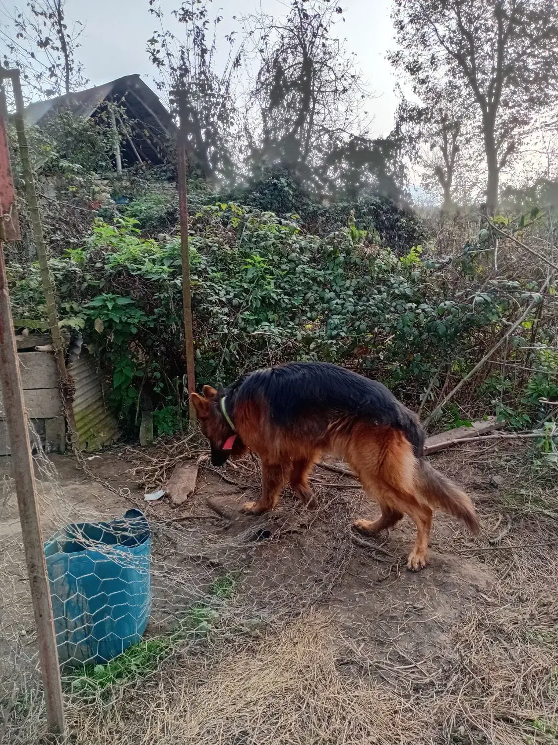 ژرمن شپرداصل(نر)|سگ|سیاهکل, |دیوار