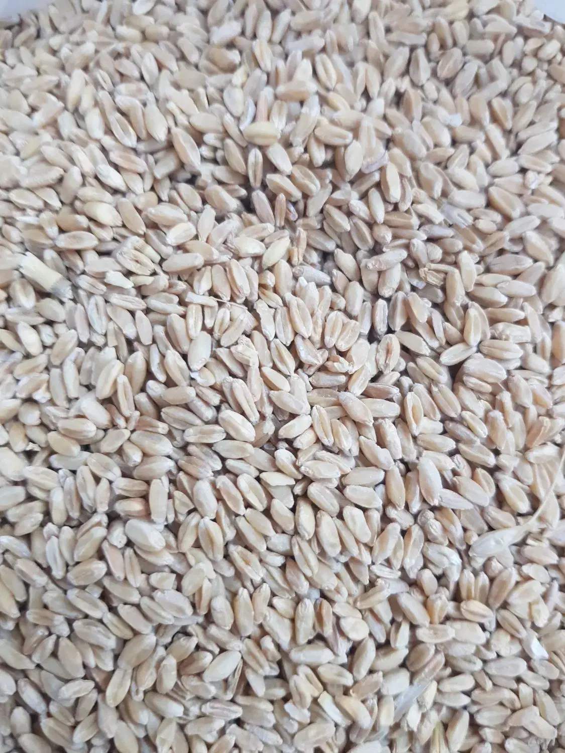 ۲تن گندم ایجاب تمیز|حراج|زرنه, |دیوار