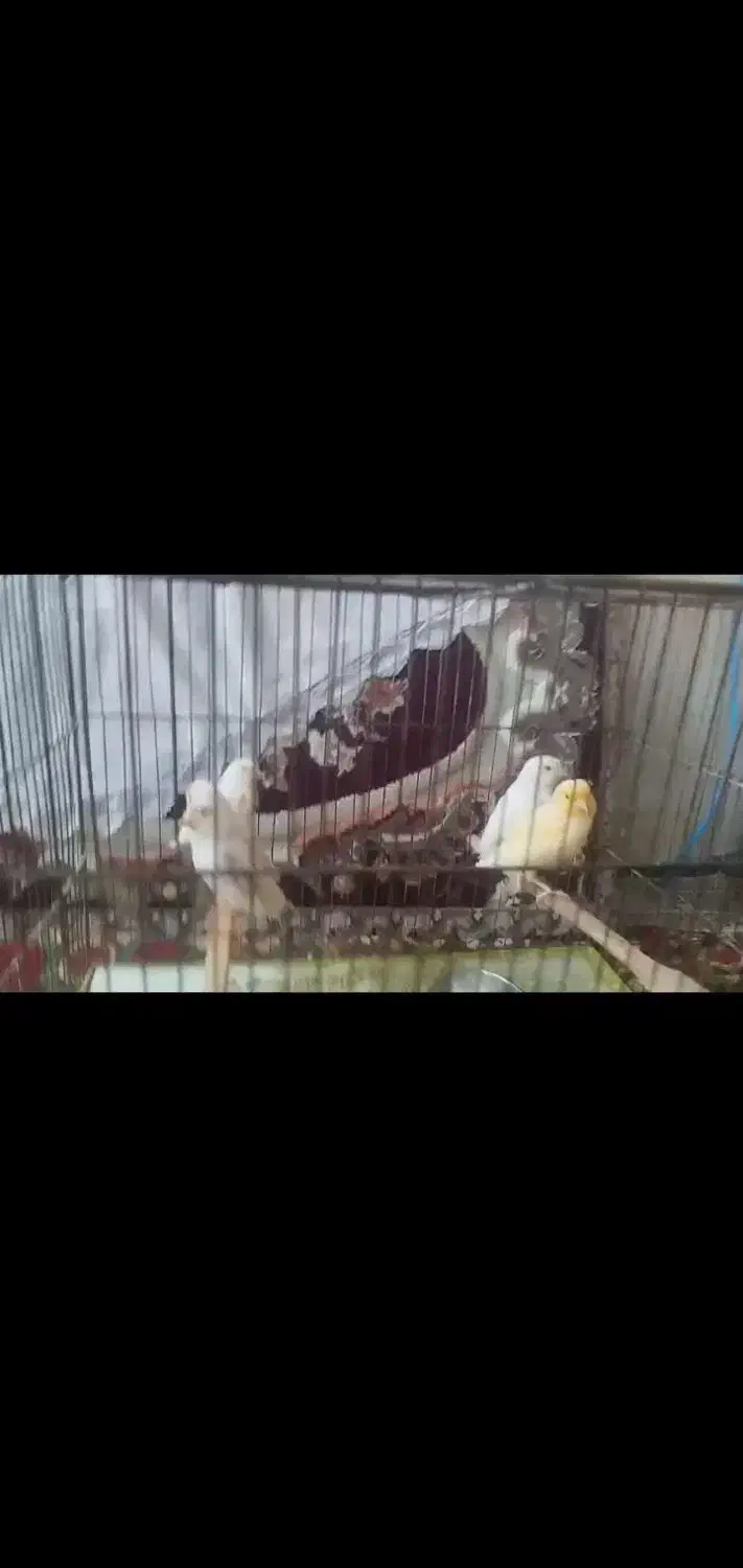 قناری موزائیکی وزرد|لوازم جانبی حیوانات|اسفرورین, |دیوار