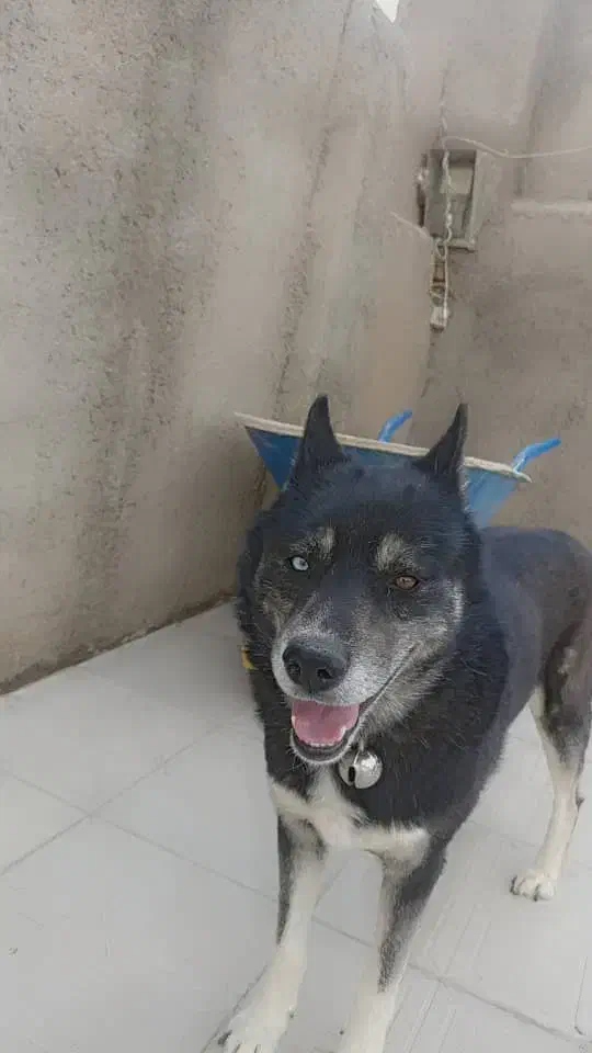 هاسکی بازیگوش|سگ|سبزوار, قصبه غربی|دیوار