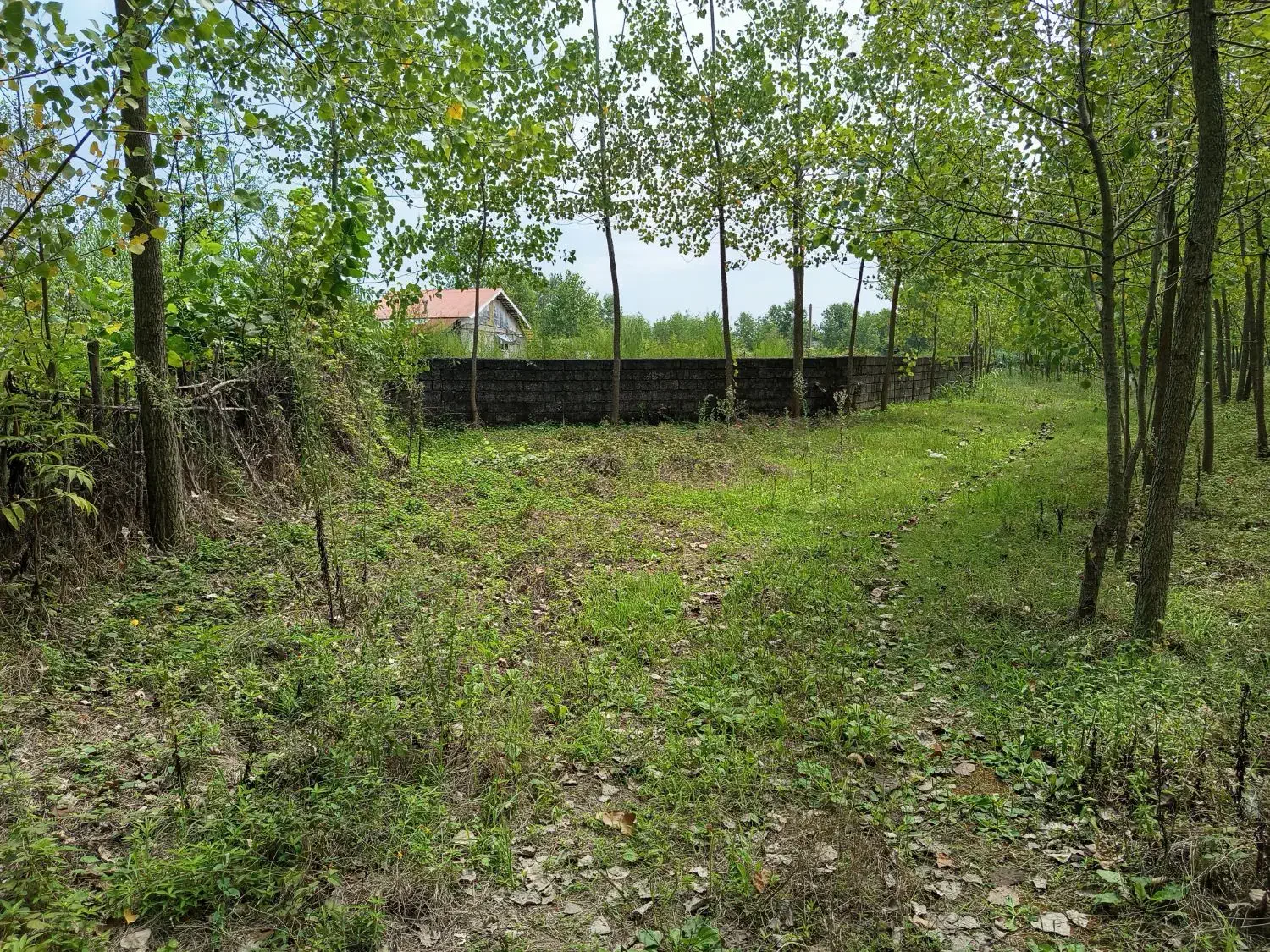 فروش زمین باغی|فروش زمین و ملک کلنگی|رودبنه, |دیوار