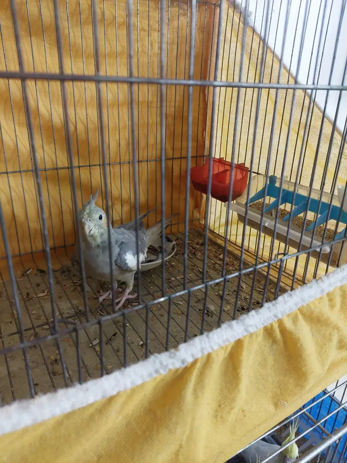 عروس هلندی ماده|پرنده|شاهینشهر, گزبرخوار|دیوار