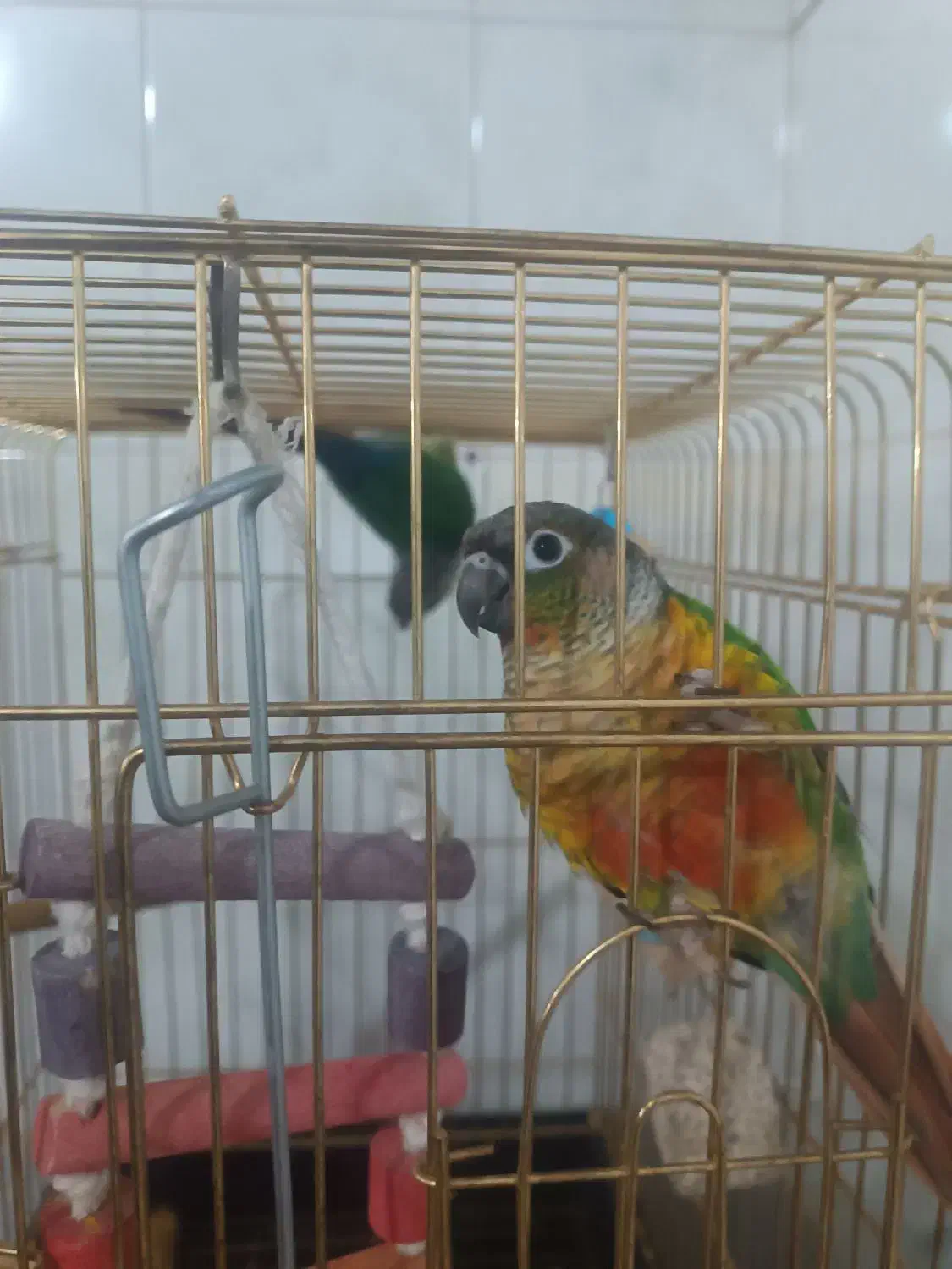 طوطی گرینچیک رد بلو مولد|پرنده|کوهدشت, |دیوار