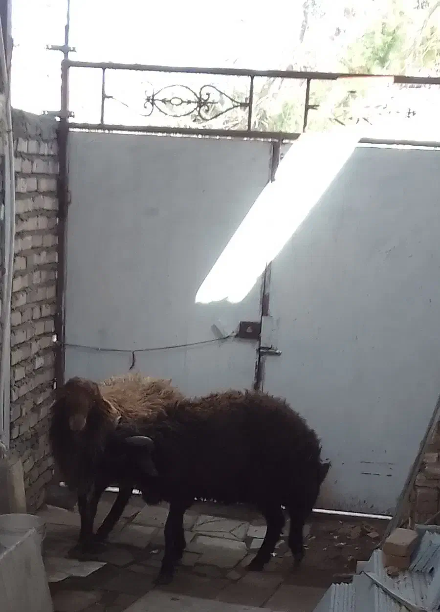 بره نر|حیوانات مزرعه|نیشابور, حقیه|دیوار