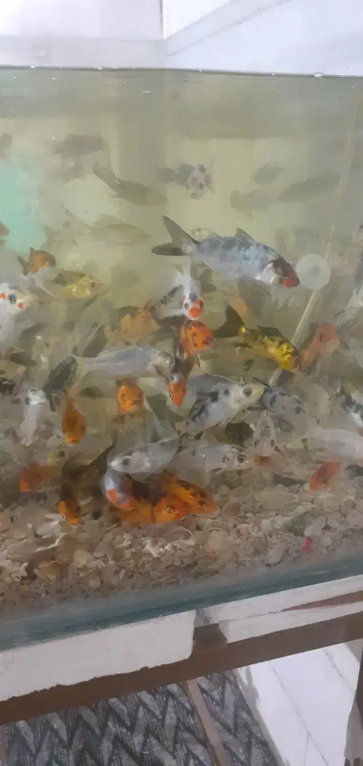 ماهی کوی|ماهی|یزد, |دیوار