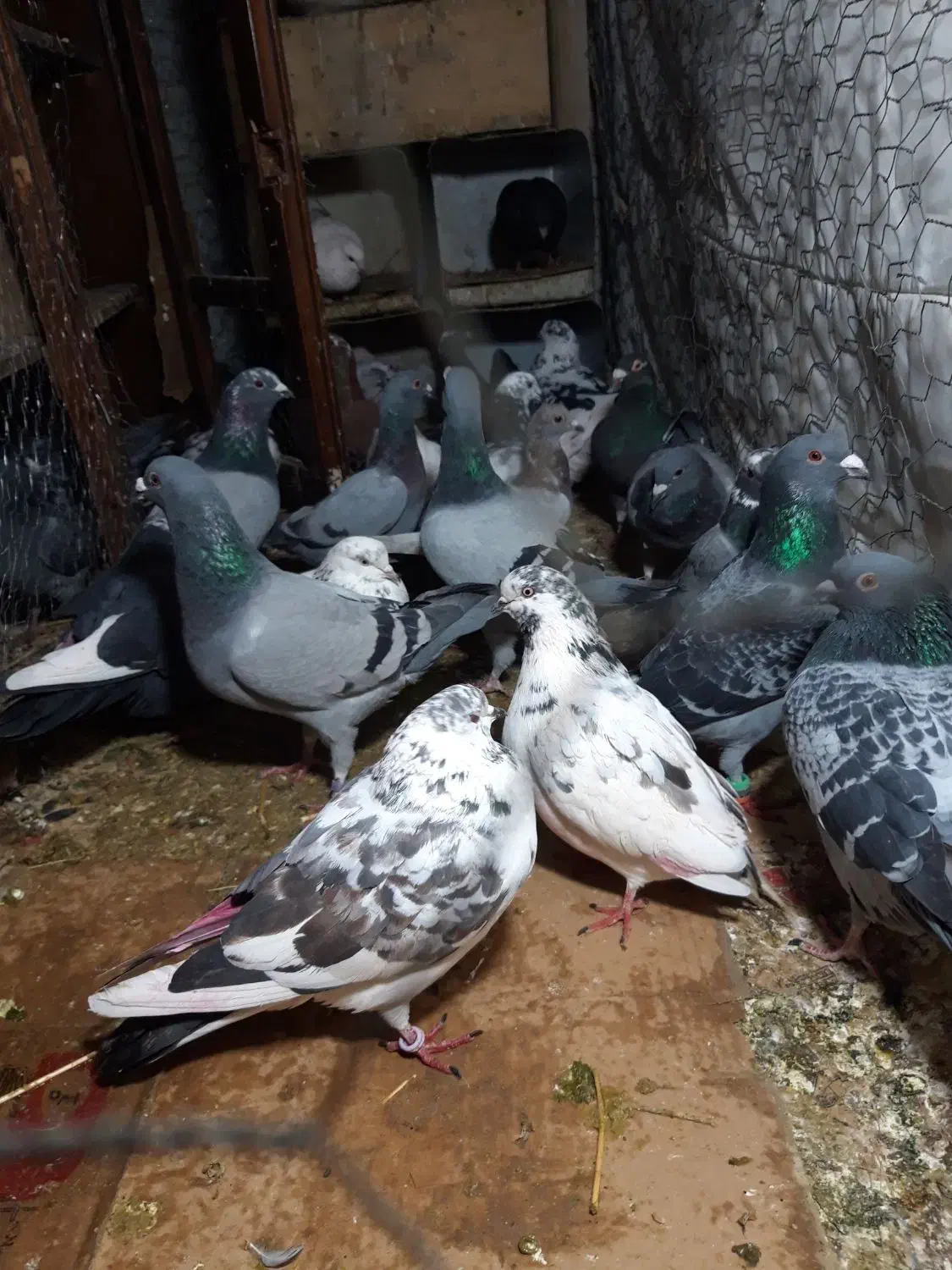 کفتر پلاکی نامی|پرنده|داران, |دیوار