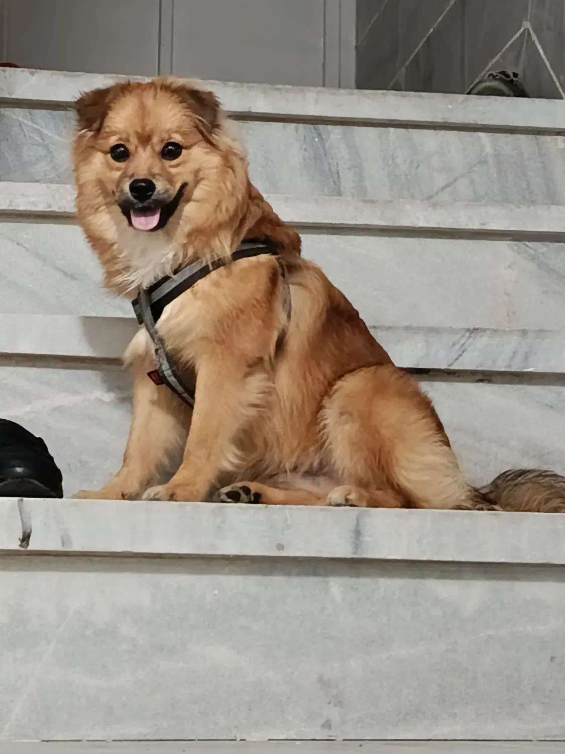 واگذاری سگ پامر روباهی|سگ|مهریز, |دیوار