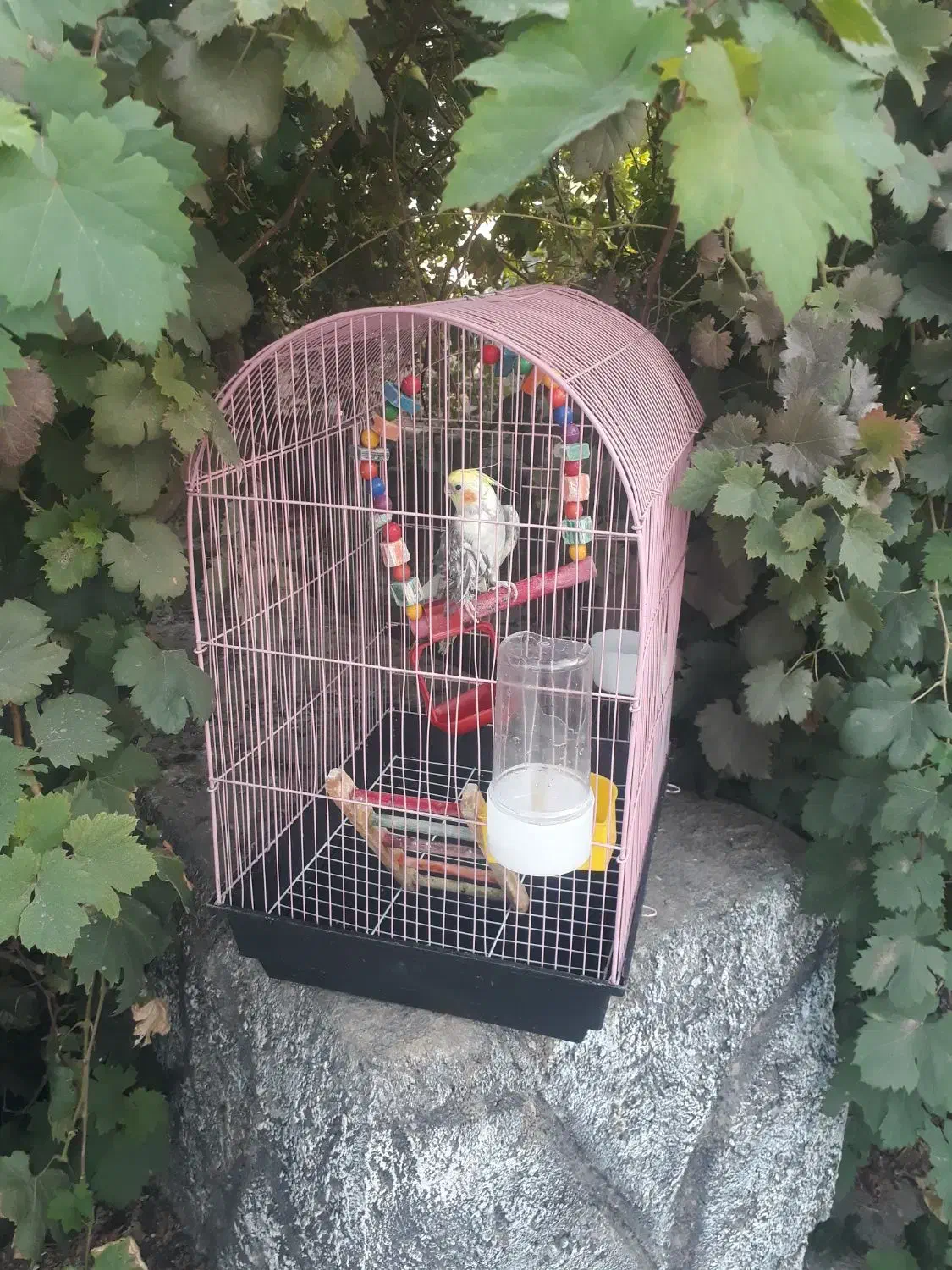 عروس سخن گو همراه با قفس|پرنده|رودان, |دیوار