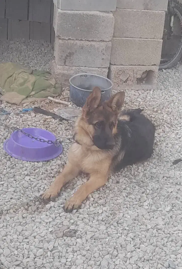 سگ ژرمن باهوش|سگ|شیراز, بید زرد|دیوار