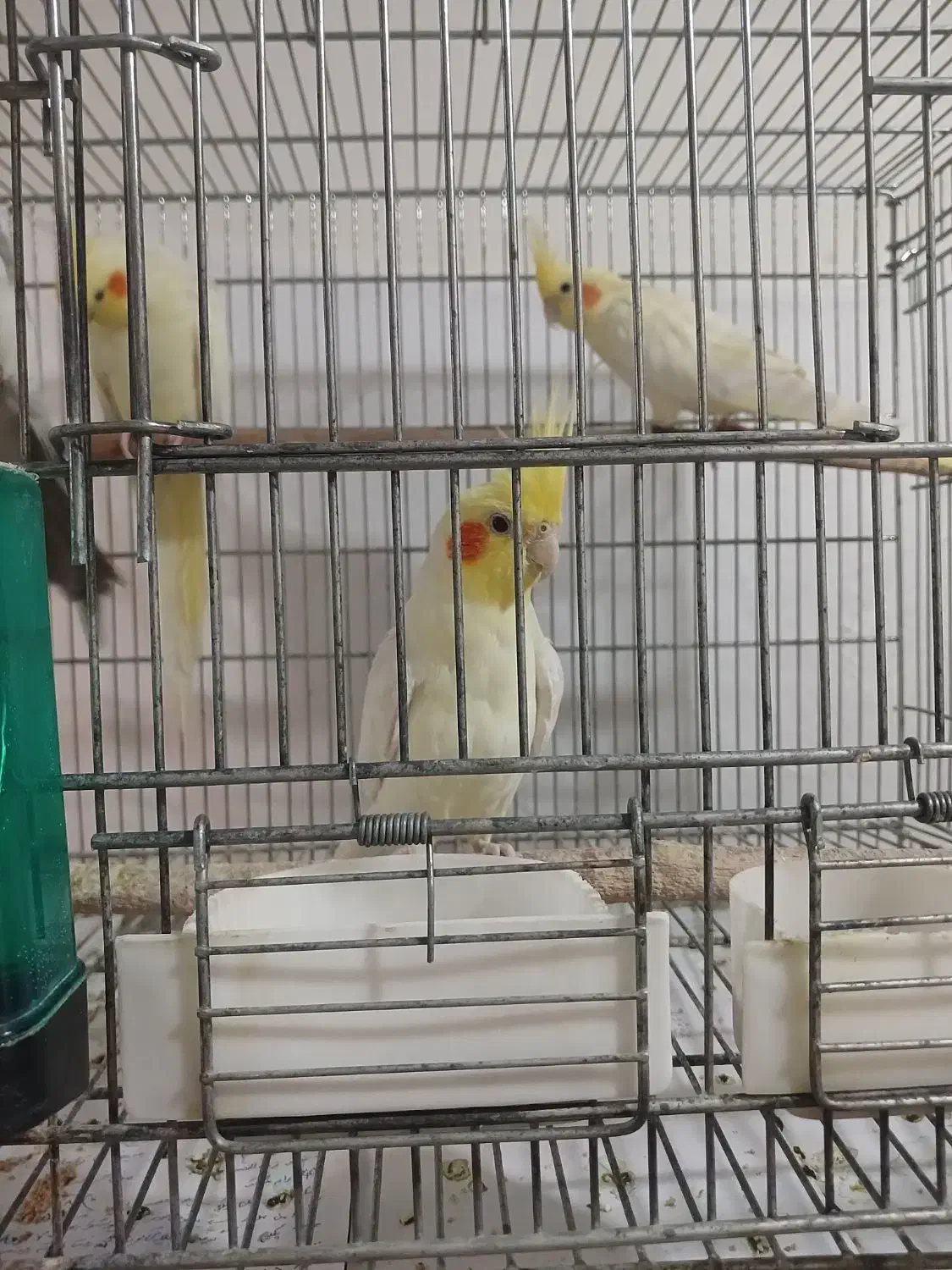 عروس هلندی|پرنده|صفادشت, |دیوار