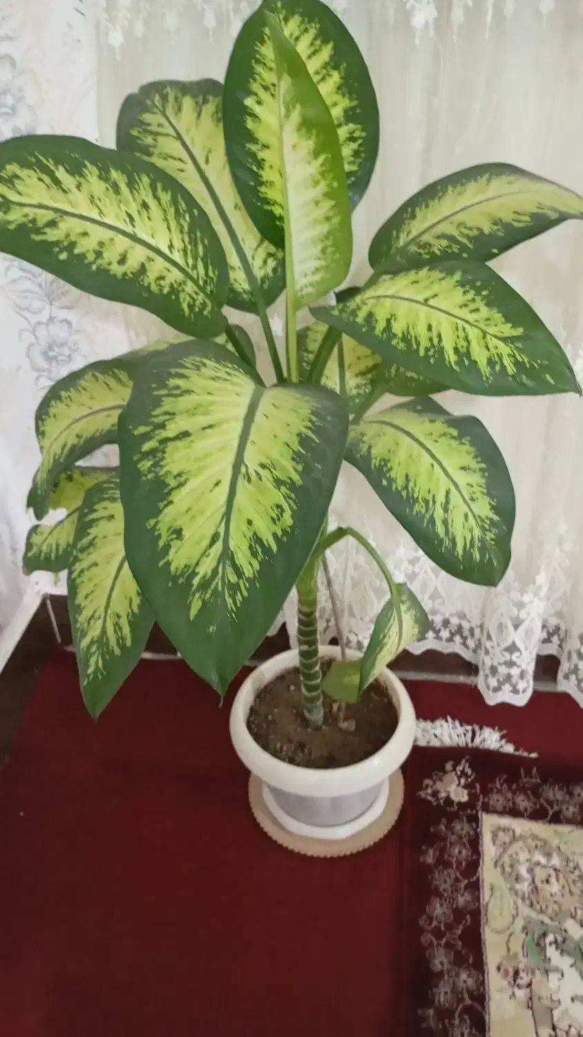 گل طبیعی|گل و گیاه طبیعی|دورود, |دیوار