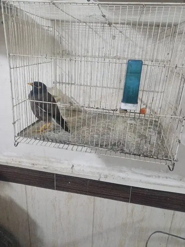 مینا سختگو|پرنده|آبکوه, |دیوار