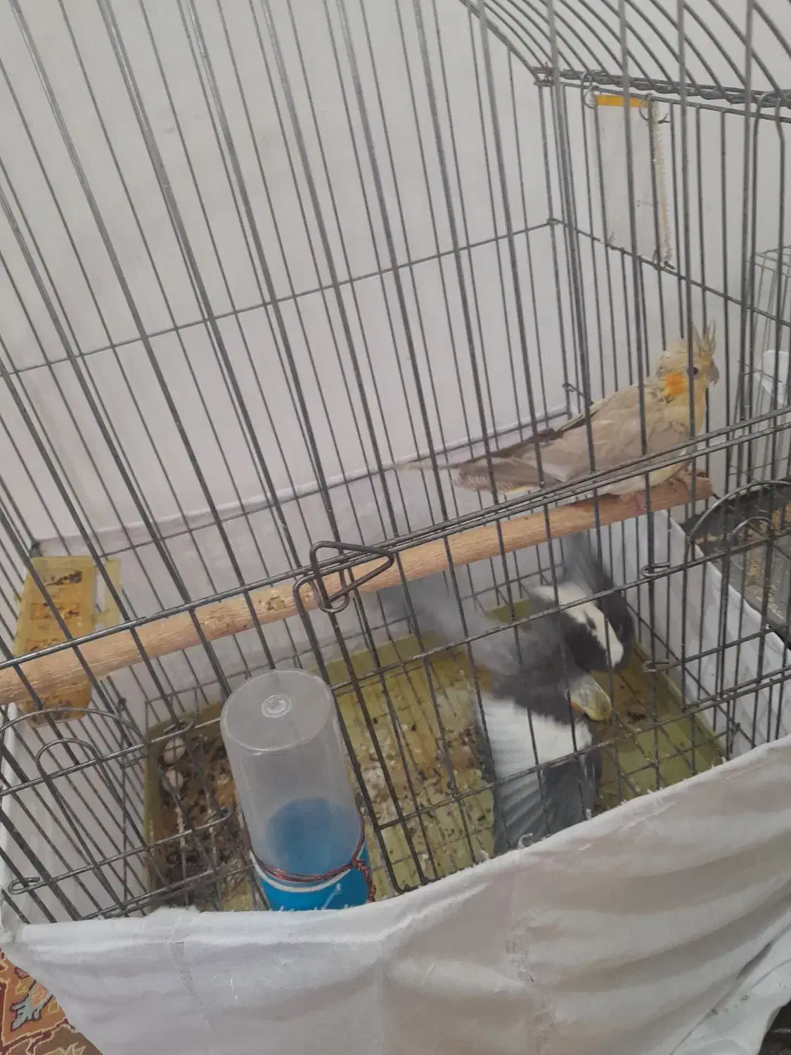 عروس هلندی|پرنده|بندرعباس, |دیوار