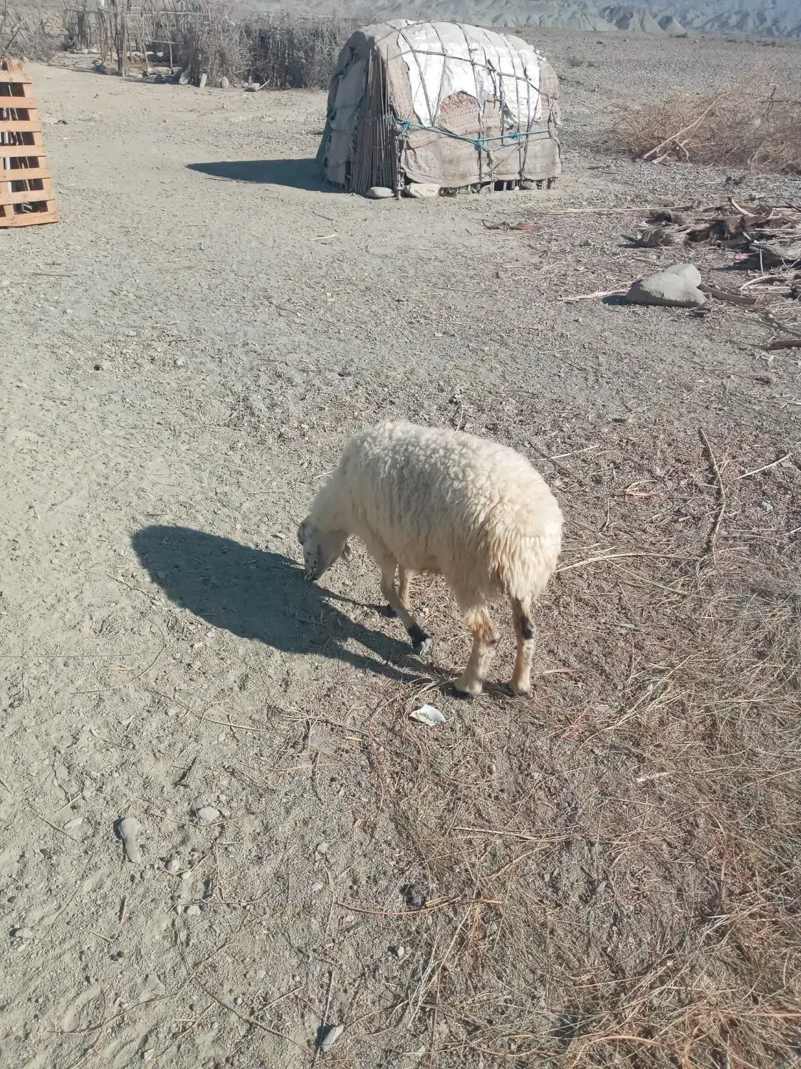 میش فروشی قیمت ۱۰ملیون تخفیف ندارد|حیوانات مزرعه|سندرک, |دیوار