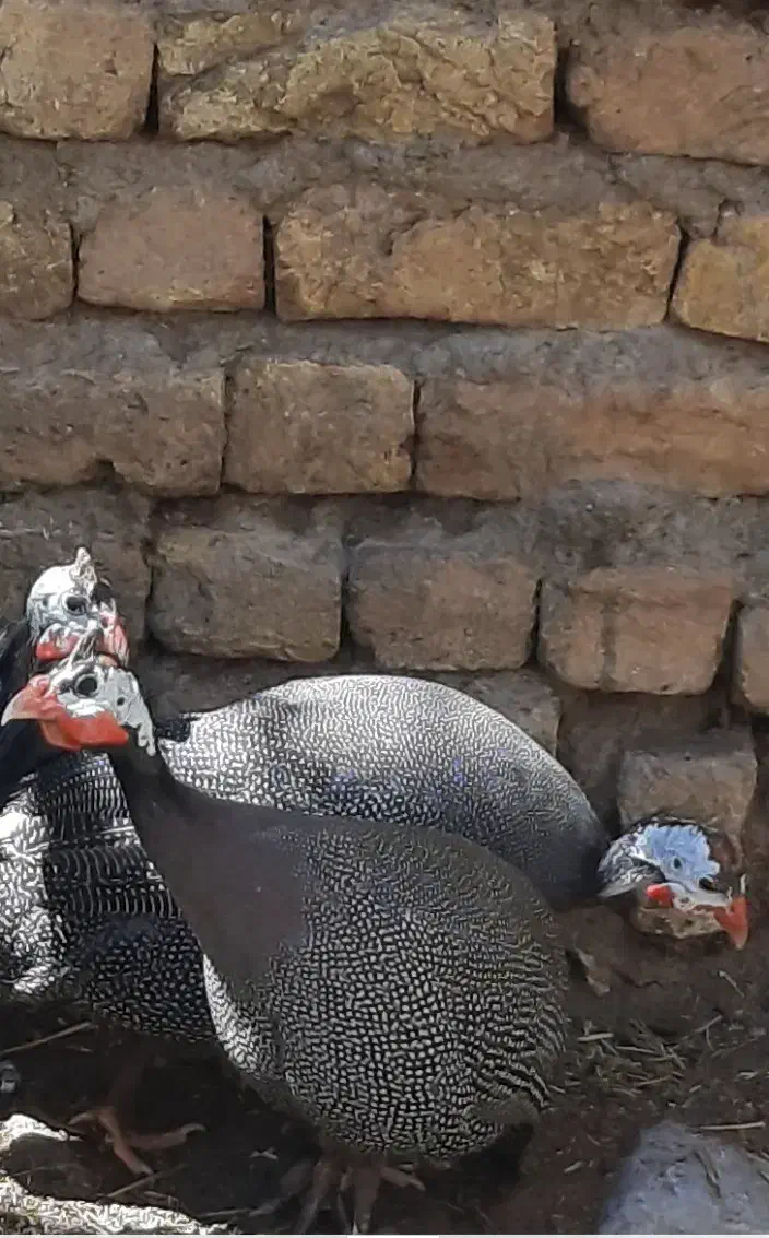 مرغ شاخ دار|حیوانات مزرعه|خوانسار, |دیوار