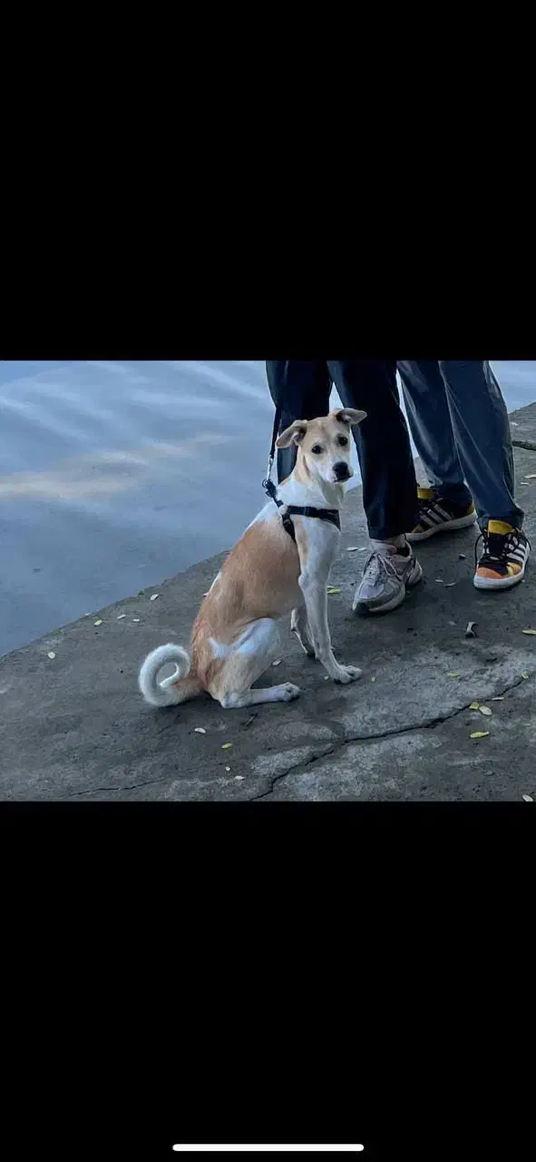 باسلام به یابنده مبلغی داده میشود|حیوانات|نهاوند, |دیوار