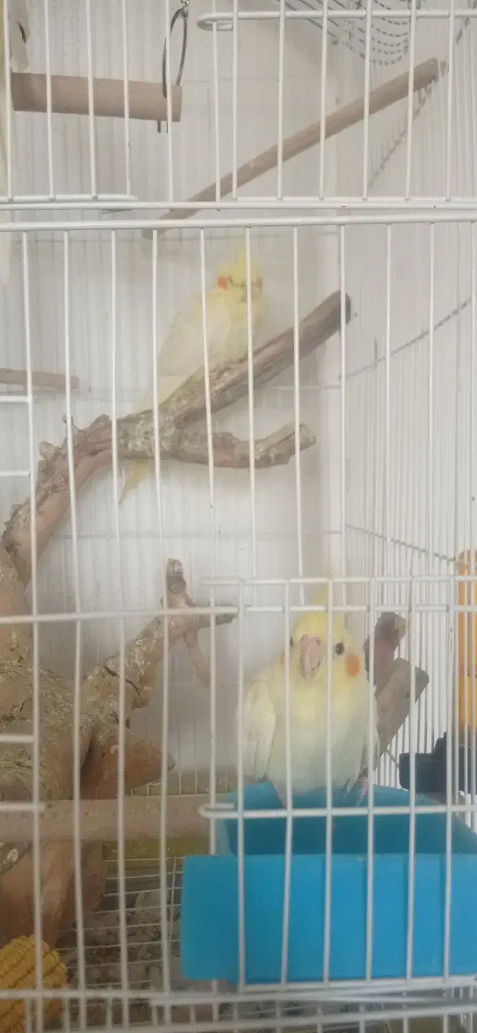 عروس هلندی|پرنده|شیراز, فرگاز|دیوار