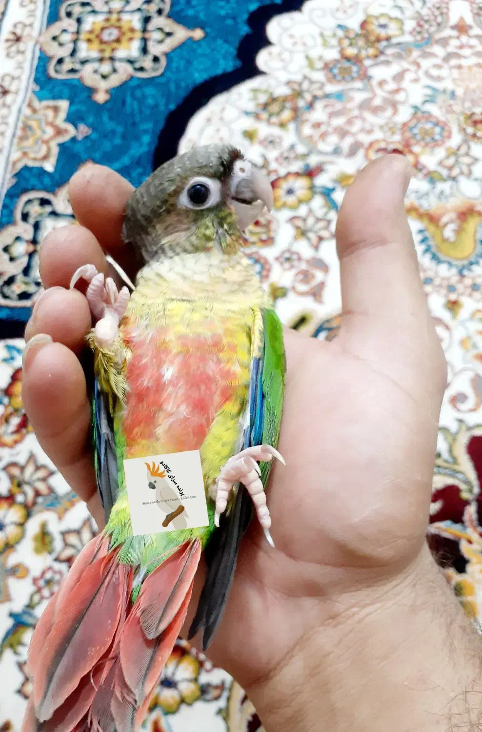پرنده سرای کاکادو|پرنده|سنندج, |دیوار