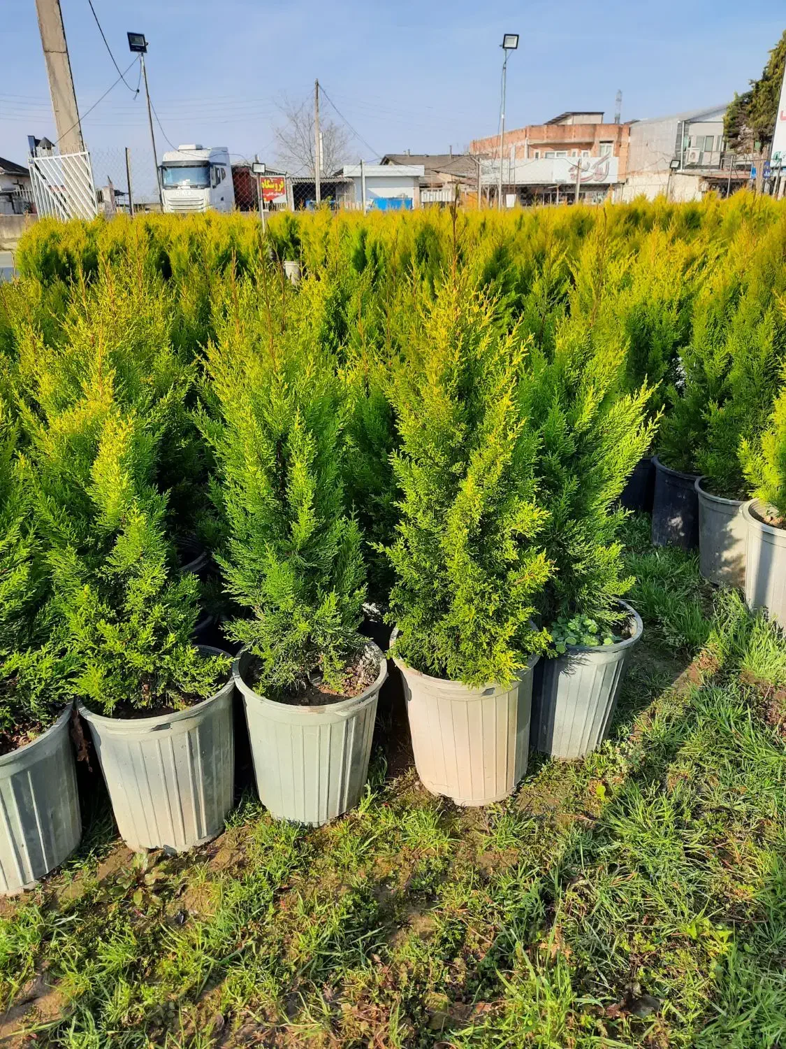 لاوسون سطل ۱۲|گل و گیاه طبیعی|قائم‌شهر, |دیوار