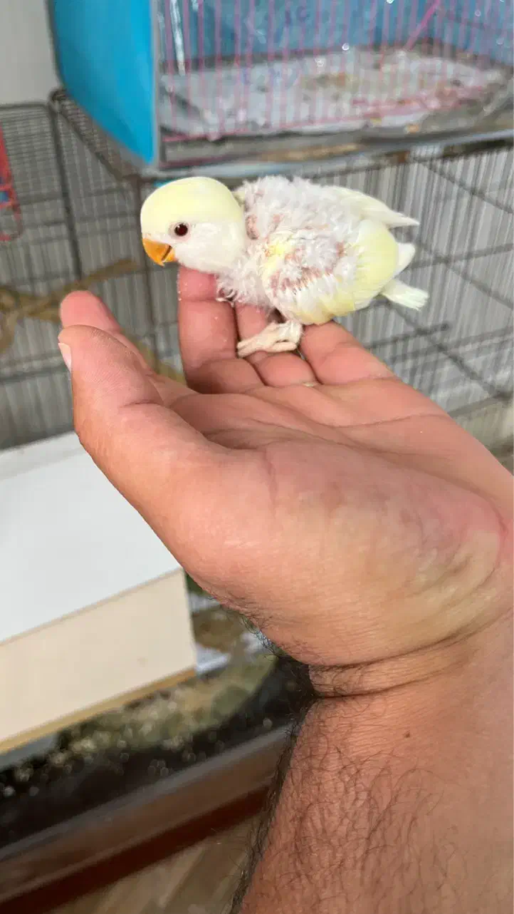 جوجه طوطی کوتوله|پرنده|بم, |دیوار