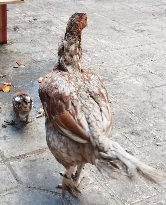 خروس و دوتا مرغ|حیوانات مزرعه|چابهار, |دیوار