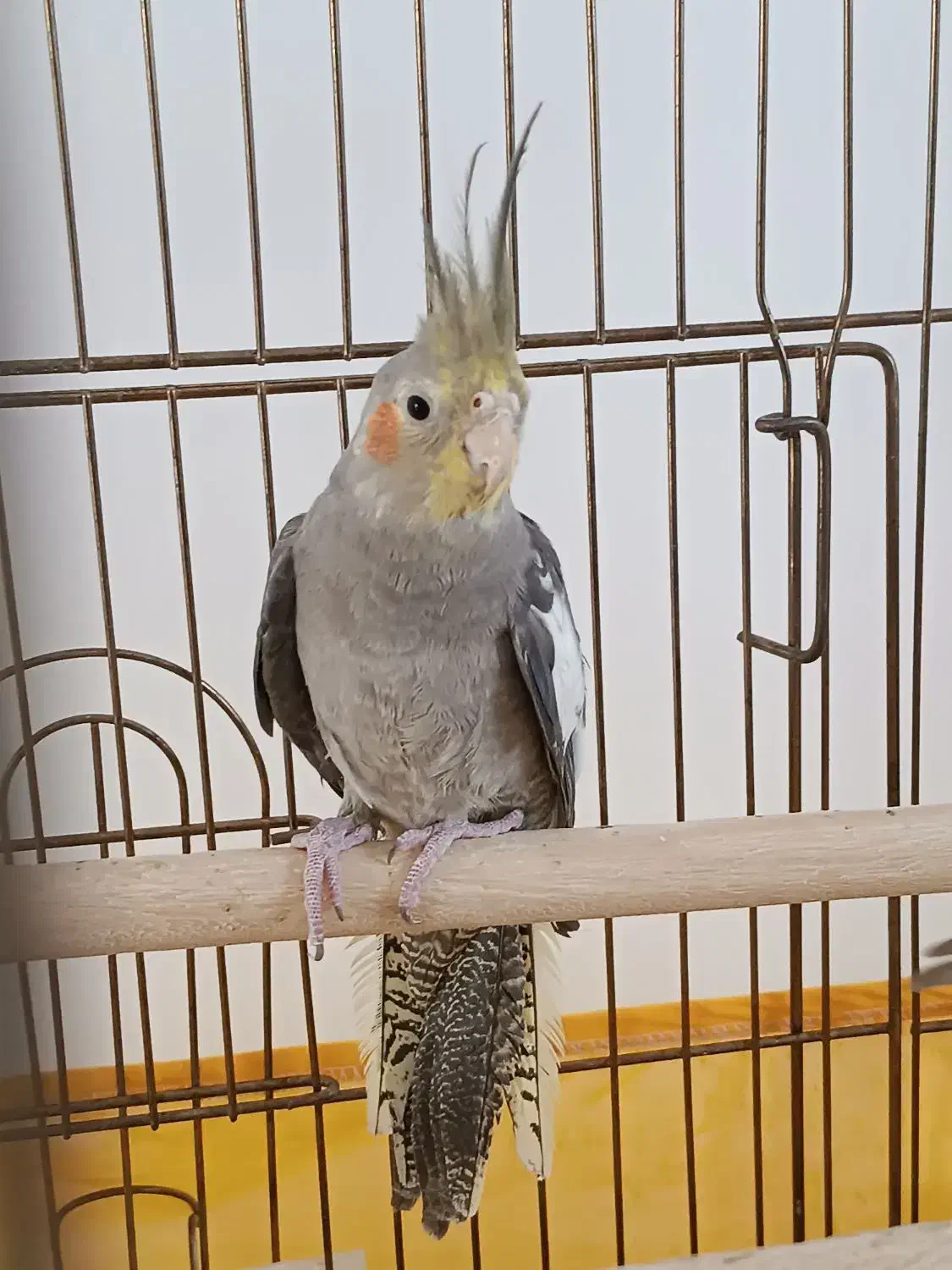 عروس هلندی سینامون|پرنده|محمدیه-قزوین, |دیوار