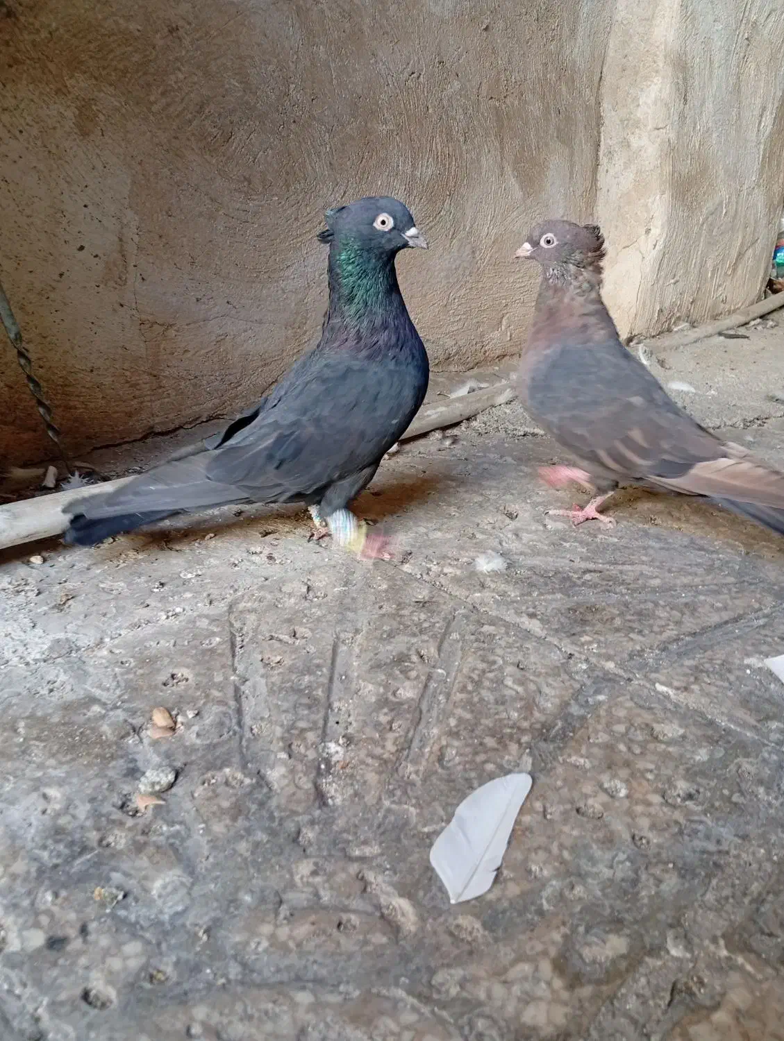 کفتر تافته ای نرماده شهری زرد نر|پرنده|شیراز, نیستان|دیوار