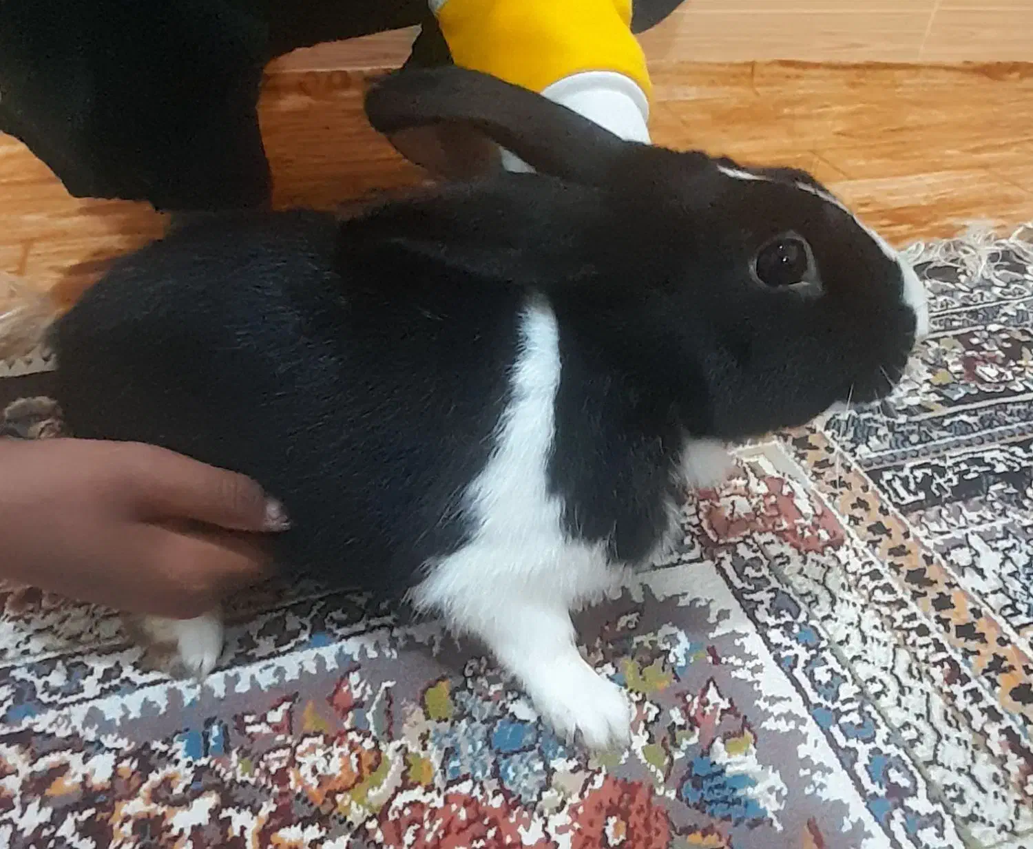 خرگوش نر|موش و خرگوش|علی‌آباد کتول, |دیوار