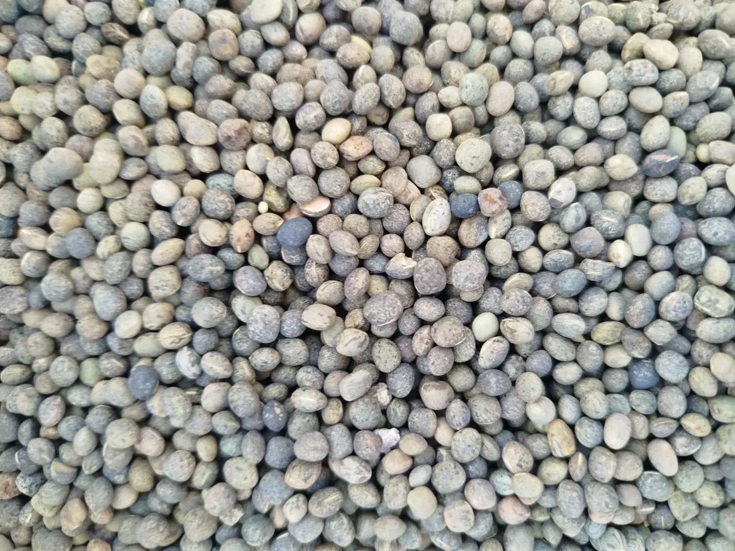 بذر ماشک|گل و گیاه طبیعی|سنقر, |دیوار