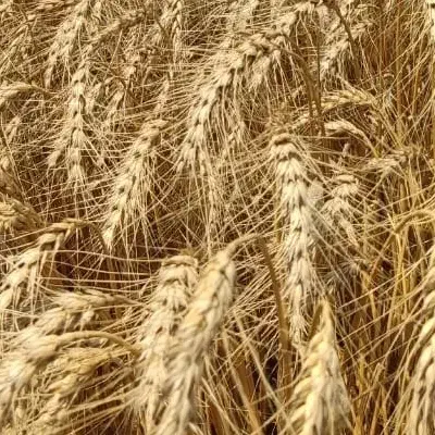 فروش گندم فرانسوی باسیلوا|عمده‌فروشی|سرپل ذهاب, |دیوار