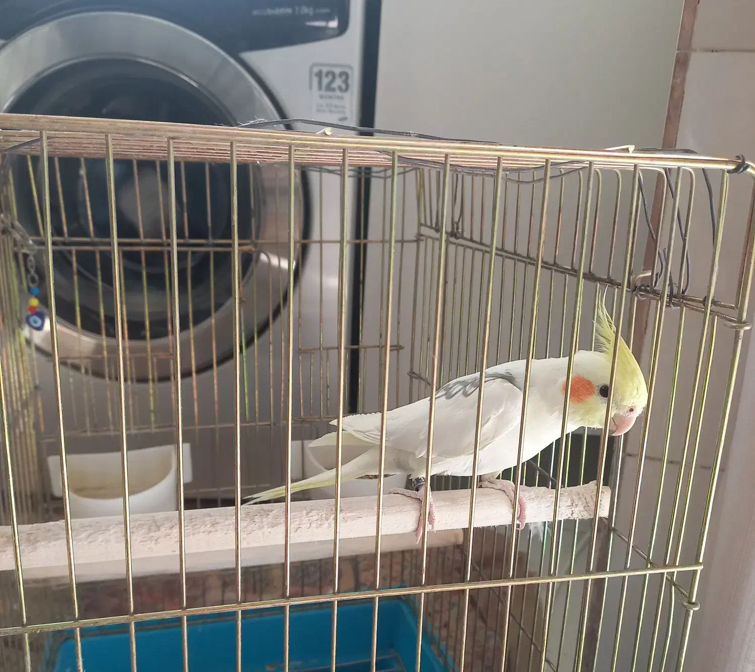 عروس هلندی جوان|پرنده|ری, ظهیرآباد|دیوار