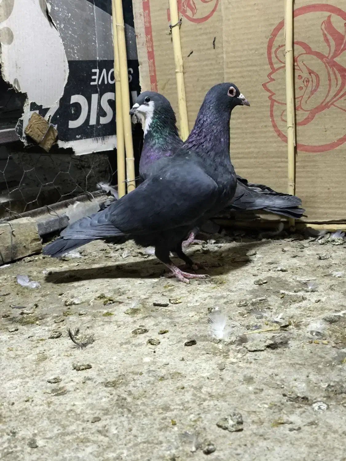 سه عدد نر زاغ کرمانی ریش و سرخ|پرنده|زاهدان, |دیوار