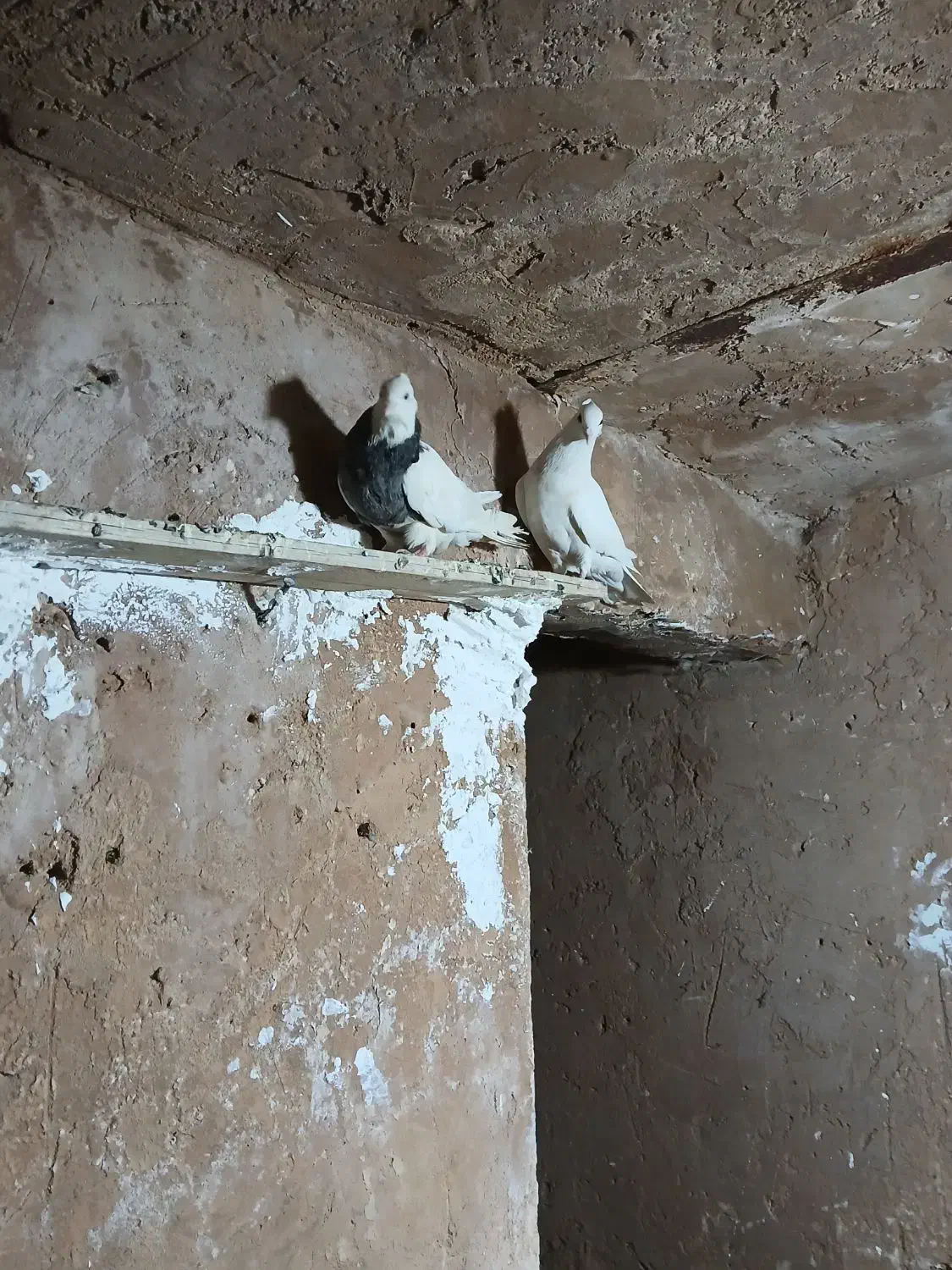 طوقی|پرنده|مسجد سلیمان, |دیوار