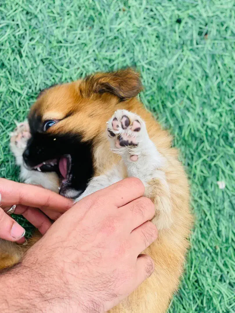 سگ پامر|سگ|شیراز, چوگیاه|دیوار