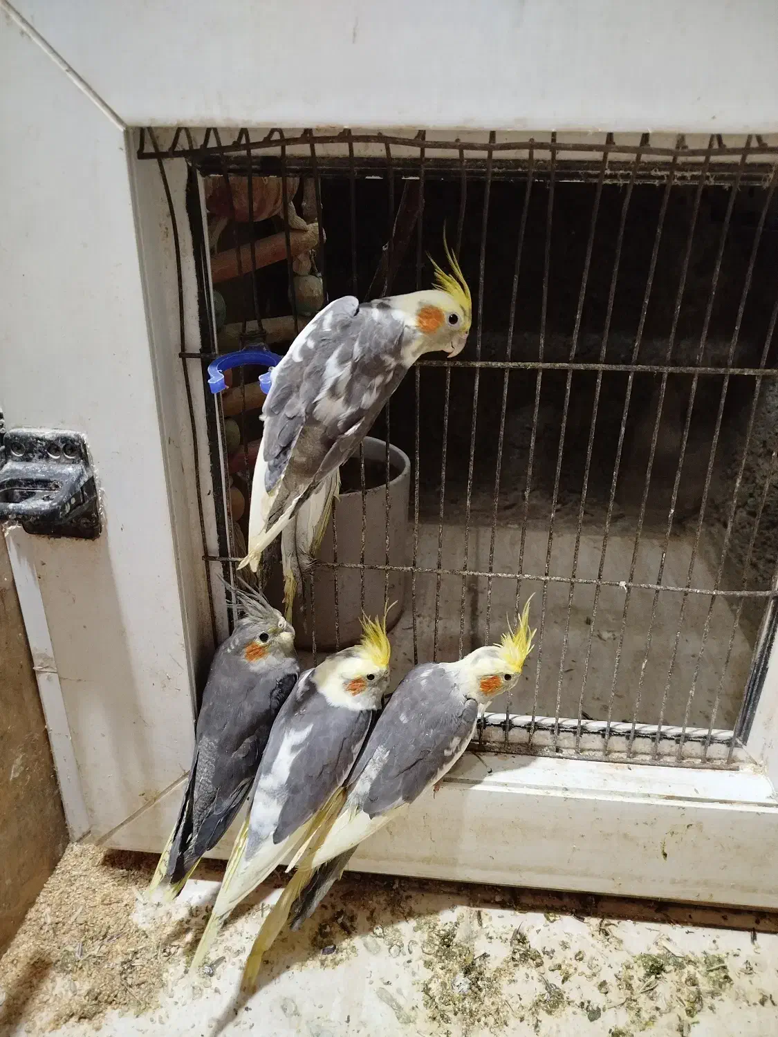 عروس هلندی|پرنده|ماهدشت, |دیوار