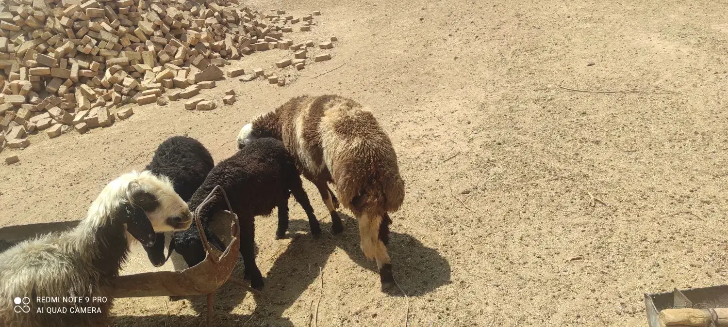 قوچ و بره|حیوانات مزرعه|شیدا, |دیوار