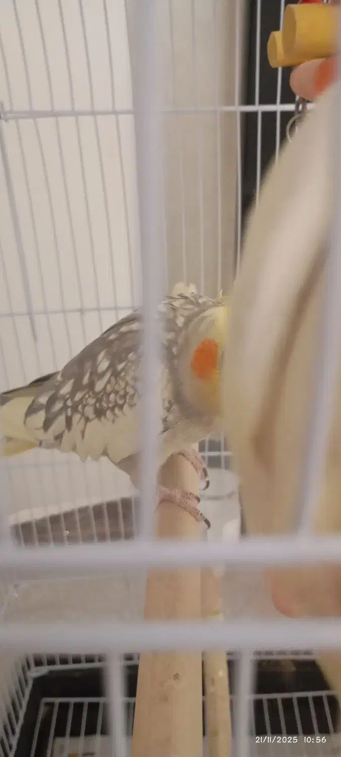 عروس هلندی سالم دستی|پرنده|طرقبه, |دیوار