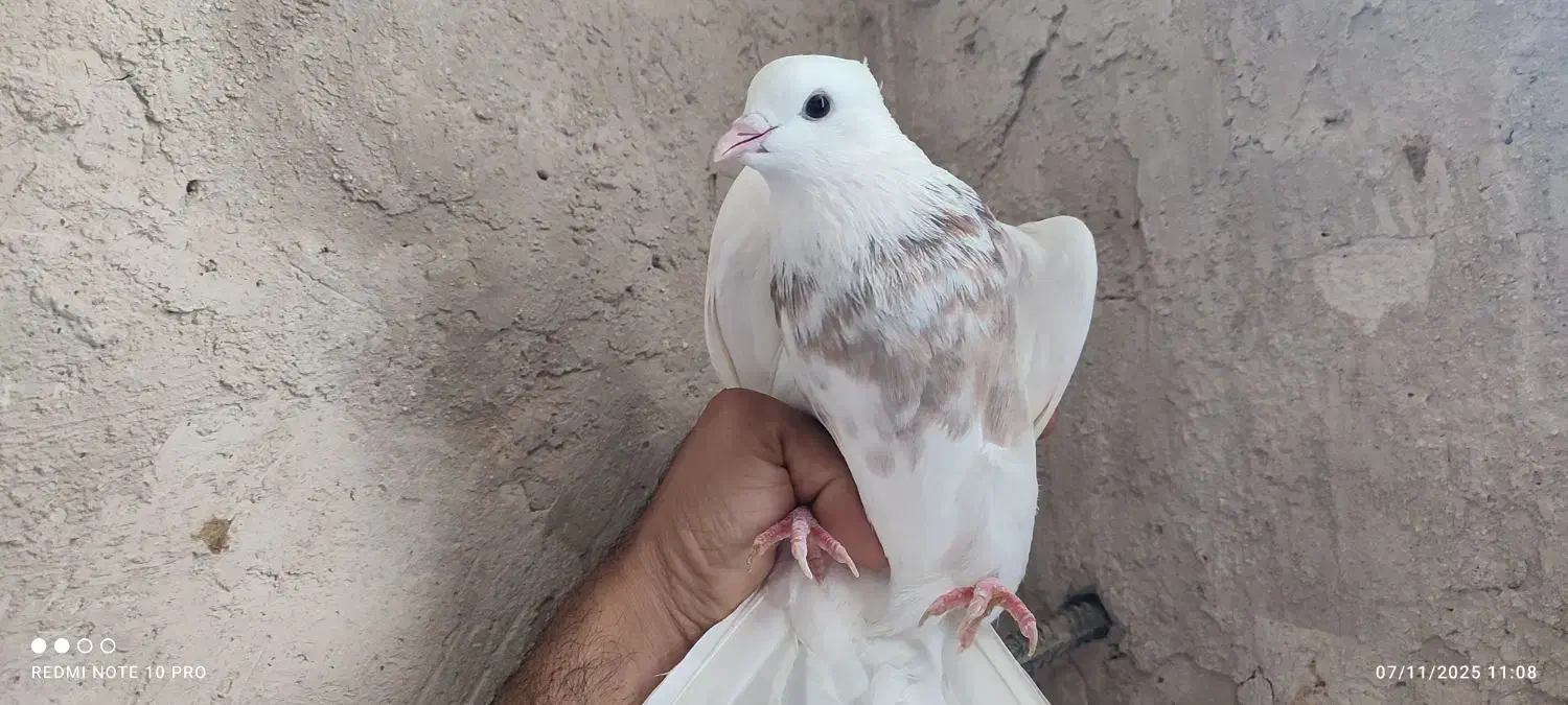 بوقلمون و طوقی|حیوانات مزرعه|لامرد, |دیوار