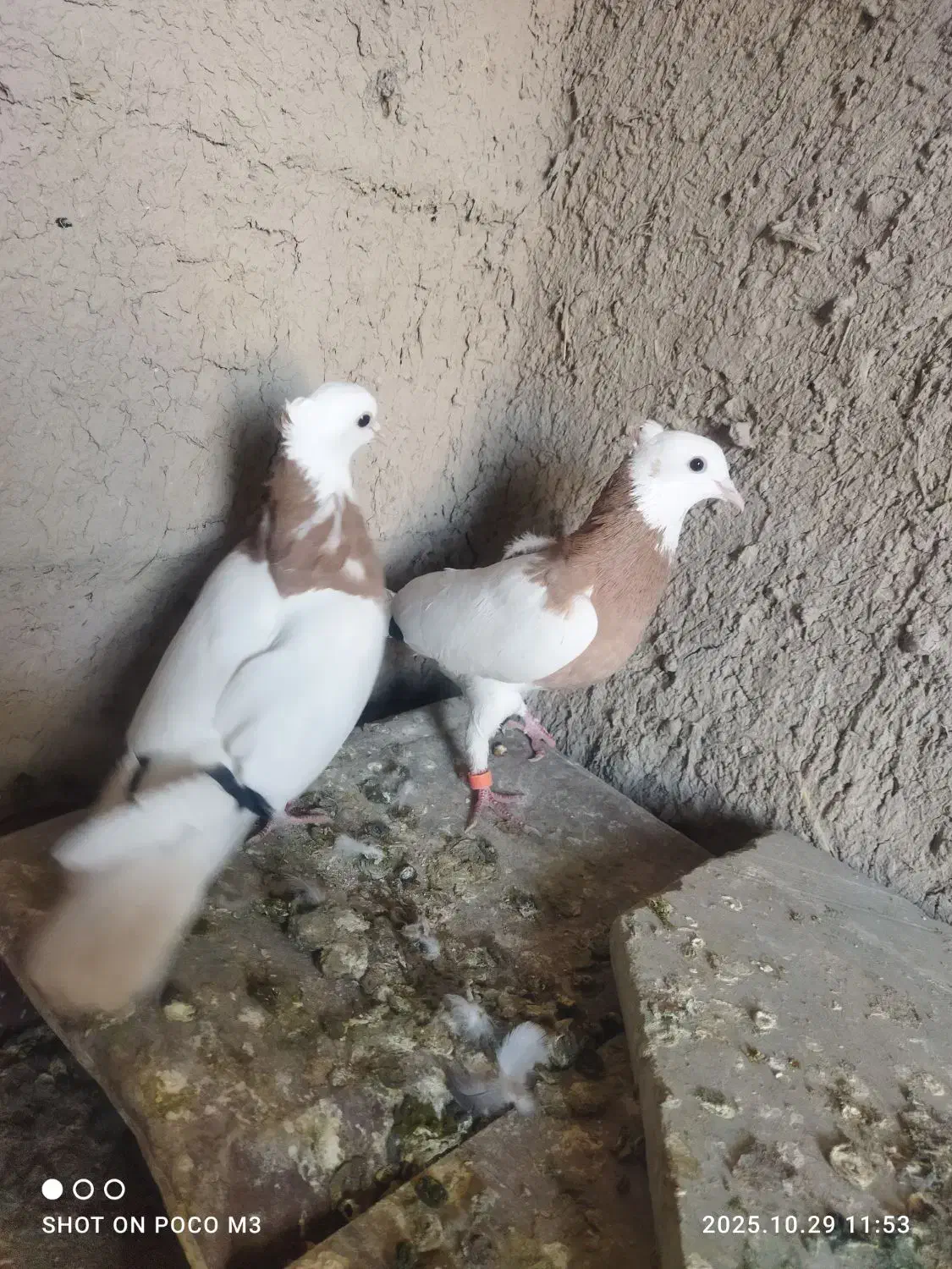 کبوتر طوق زرد|پرنده|شیراز, وزیرآباد|دیوار