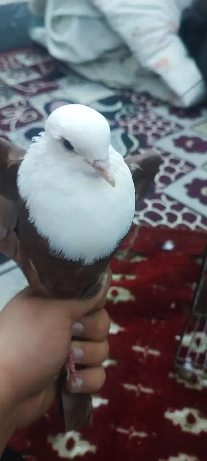 گمشده|حیوانات|کازرون, |دیوار